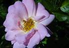 AC Marie-Victorin rose photo
