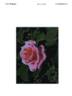 LIMkiss rose photo