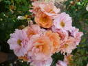 Together Forever rose photo