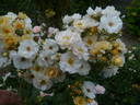 Pas de Deux rose photo