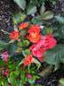 Coral Cove rose photo
