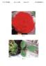 GEUS4310 rose photo