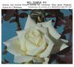Bill Temple rose photo