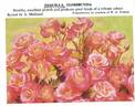 Tequila ® rose photo