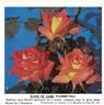 Dame of Sark rose photo