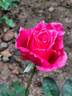 Charlotte Armstrong rose photo