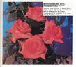 Bonnie Hamilton rose photo