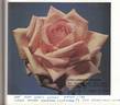 Myrniong rose photo