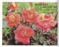 Las Vegas rose photo
