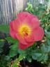 Beauregard rose photo