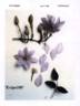 Evipo100 clematis photo