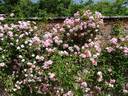 Tea Rambler rose photo