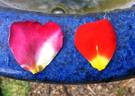 Firebird rose photo