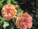 Borderer rose photo