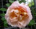 Schönberg rose photo