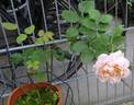 Schönberg rose photo