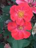 Anytime rose photo