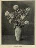 Cornelia Cook rose photo