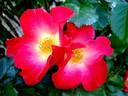 Red Cottage rose photo