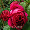 Alexandre Dumas rose photo