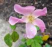 Flying Kites rose photo