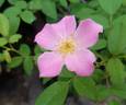 Flying Kites rose photo