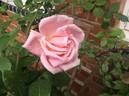 Eterna Giovinezza rose photo