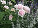 Paul's Early Blush rose photo