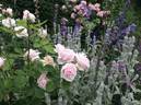 Paul's Early Blush rose photo
