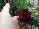 Le Rouge et le Noir rose photo