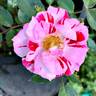 Tom Delahanty rose photo