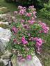 Vineyard Song rose photo