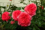 Starina ® rose photo