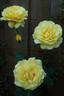Roberta Bondar rose photo