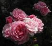 Roseninsel rose photo
