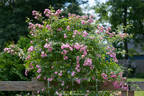 The Fairy, Cl. rose photo