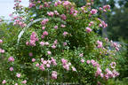 The Fairy, Cl. rose photo