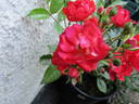 Paul Crampel rose photo