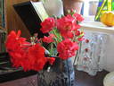 Paul Crampel rose photo
