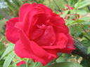 Caporosso rose photo