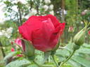 Caporosso rose photo