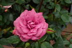 Sachet ™ rose photo