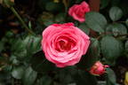Bella Rosa ® rose photo