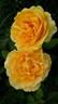 Buccaneer rose photo