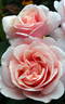 Eifelzauber rose photo