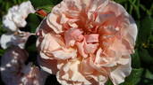 Eifelzauber rose photo