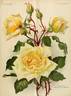 Herzogin Marie Antoinette rose photo