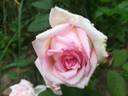Tipsy Imperial Concubine rose photo