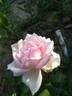 Tipsy Imperial Concubine rose photo