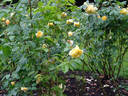 Karl Ploberger Rose rose photo